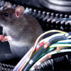 Tác hại của chuột đối với ô tô