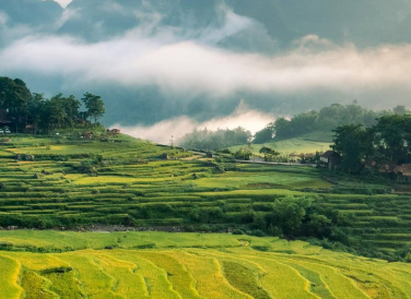  Những khu ruộng bậc thang dọc theo sườn đồi lấp lánh trong ánh vàng rực rỡ, tạo nên cảnh quan đẹp mắt
