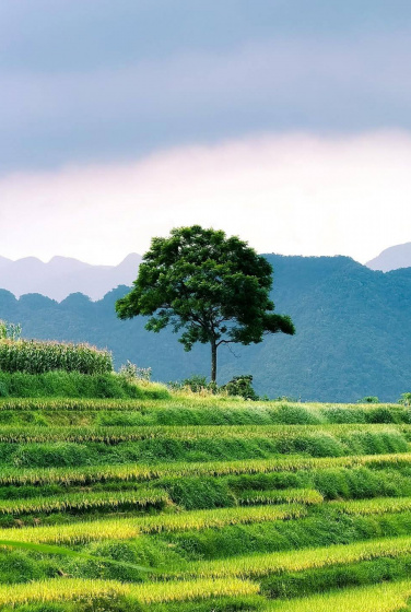 Những thửa ruộng mênh mông kéo dài tạo ra một bức tranh thơ mộng, đong đầy cảm xúc khiến người đến đây nhớ về những bài hát, thư tình lãng mạn