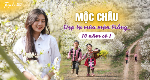 Chìm đắm quên lối về trong thiên đường hoa mận Mộc Châu - 10 NĂM CÓ 1