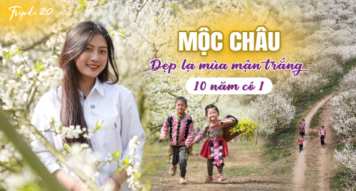 Chìm đắm quên lối về trong thiên đường hoa mận Mộc Châu - 10 NĂM CÓ 1