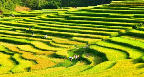 Khám phá cánh đồng lúa Pù Luông
