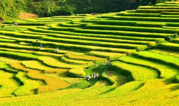 Pù Luông là một trong ít nơi có thể trồng hai vụ lúa trên ruộng bậc thang, xen kẽ là mùa đổ nước tháng 7 và tháng 2