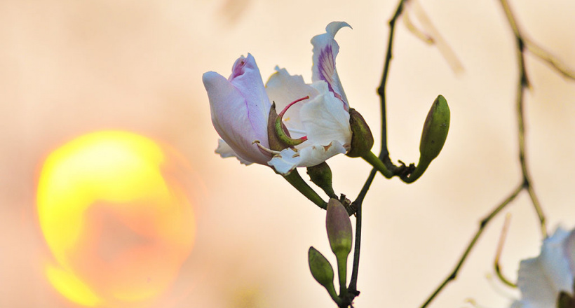 Đến Điện Biên ngắm hoa ban - Loài hoa trắng tinh khôi, ngát hương thơm của núi rừng Tây Bắc