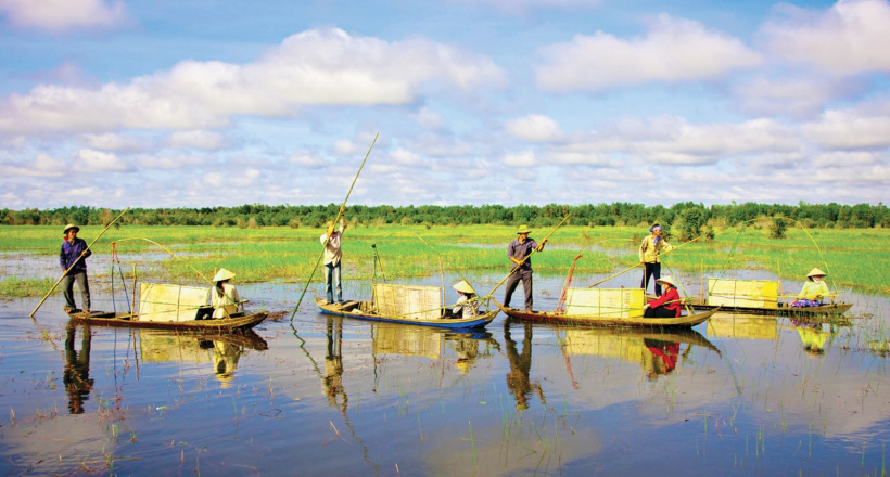 Đến miền Tây mùa nước nổi, xem điên điển trổ bông