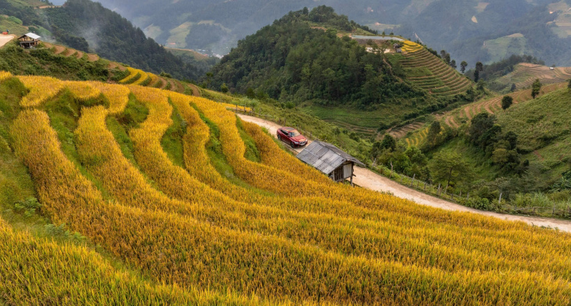 Rực rỡ mùa vàng Mù Cang Chải