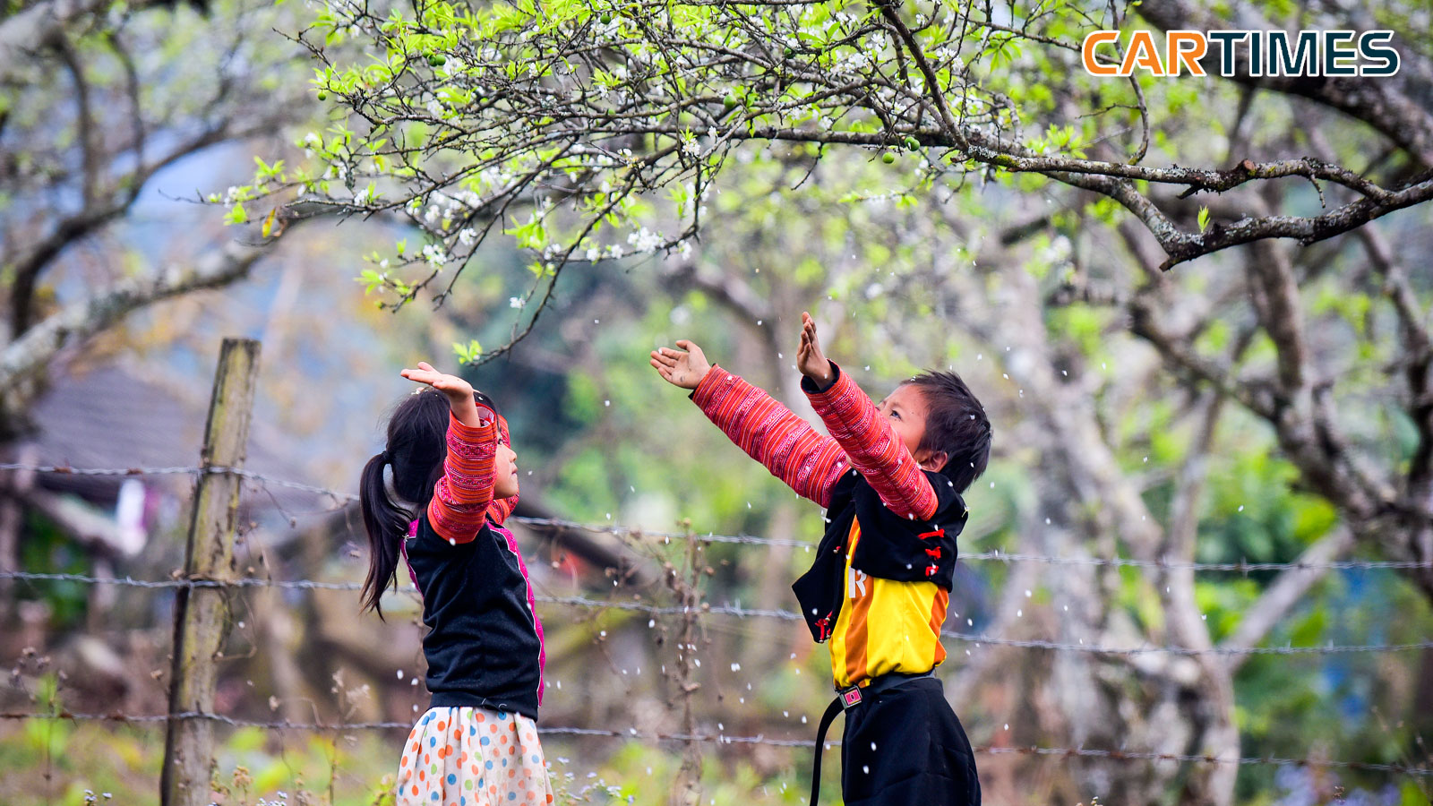 hàng ngàn cánh mận rơi xuống tạo thành khung cảnh rất ư lãng mạn