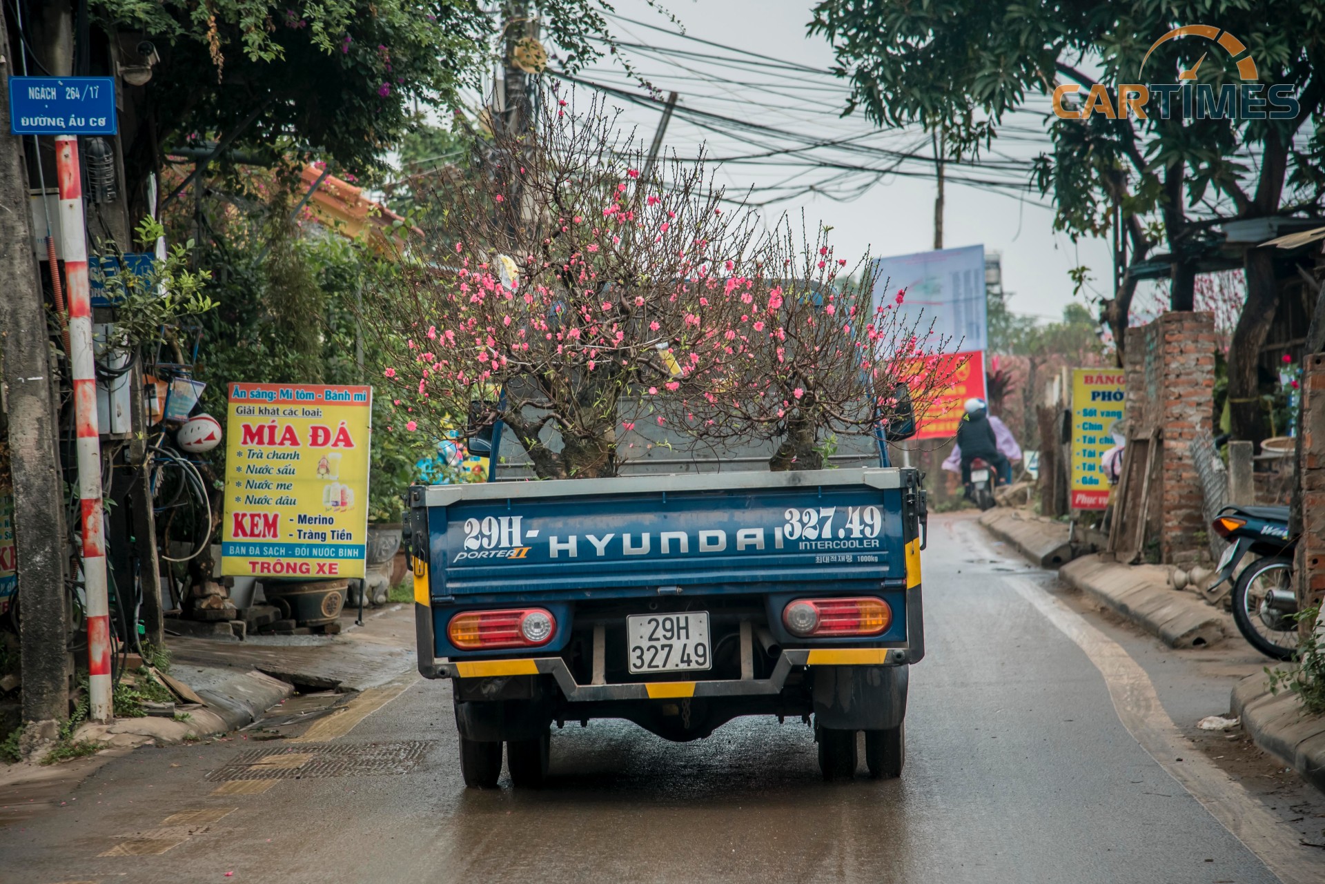 Những cây đào lớn cả rễ thì cần tới xe ô tô tải