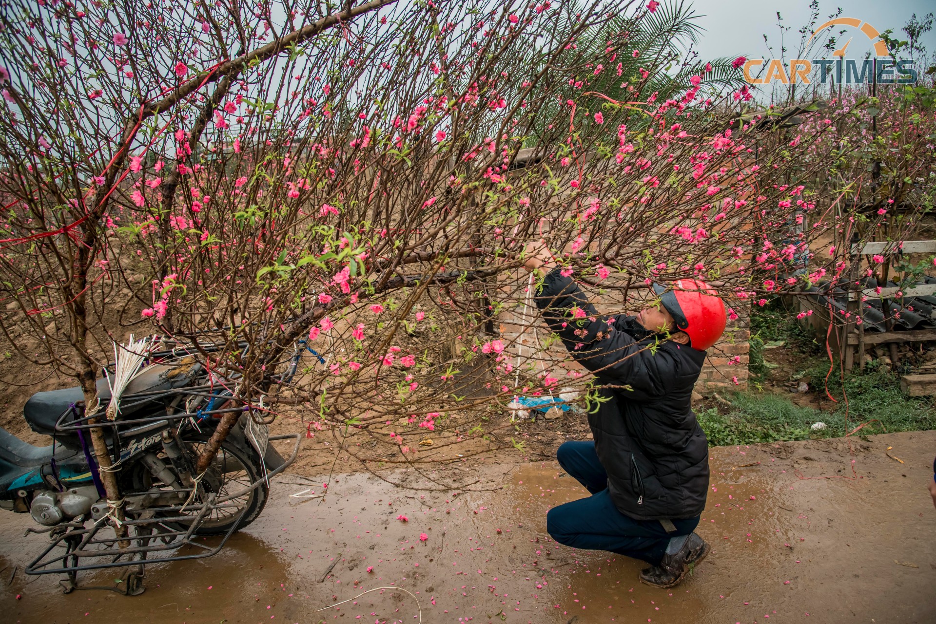 Nhiều cành dài, những người lái xe phải kiểm tra buộc cẩn thận