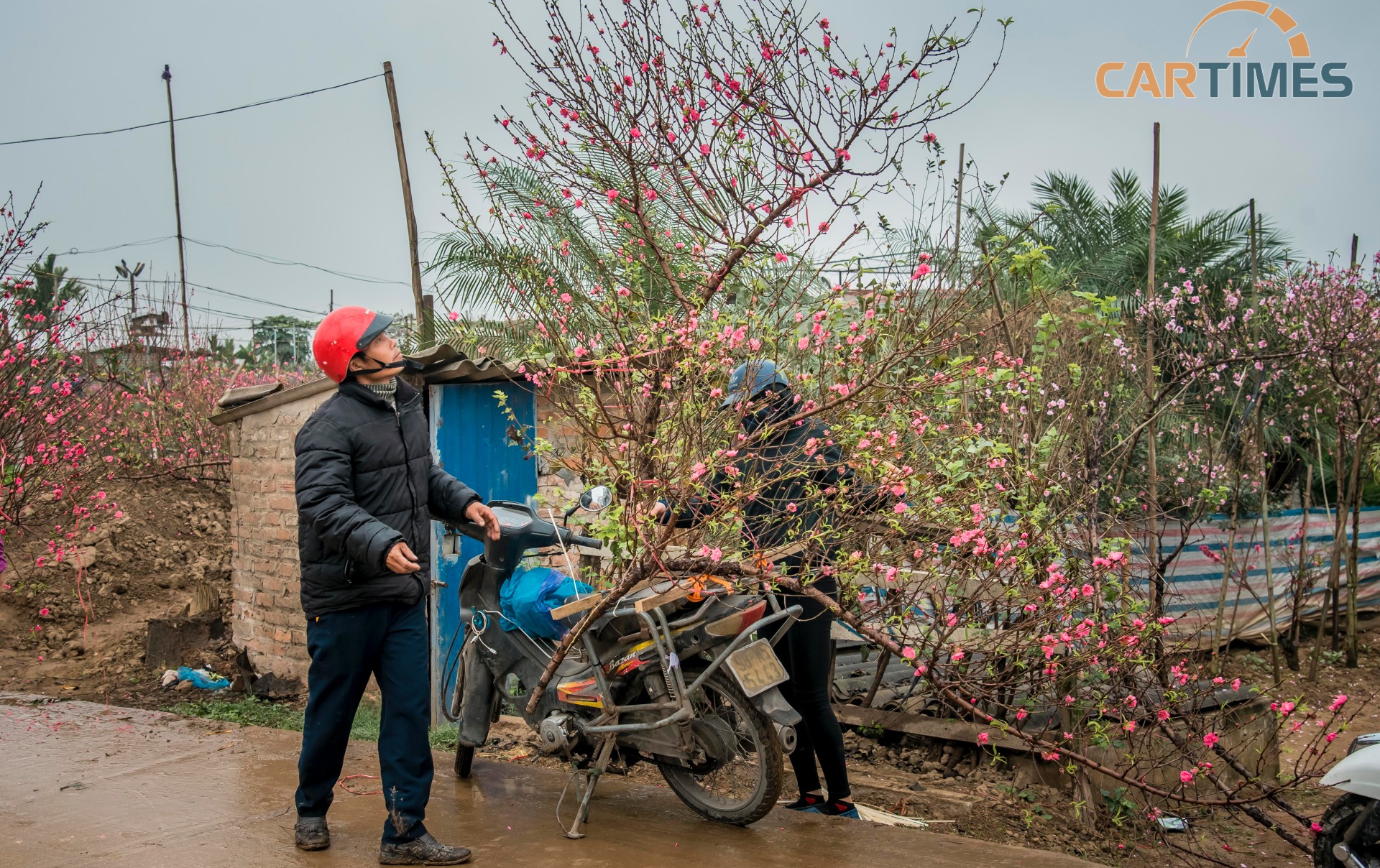 Có những lái xe chở đến vài cành đào