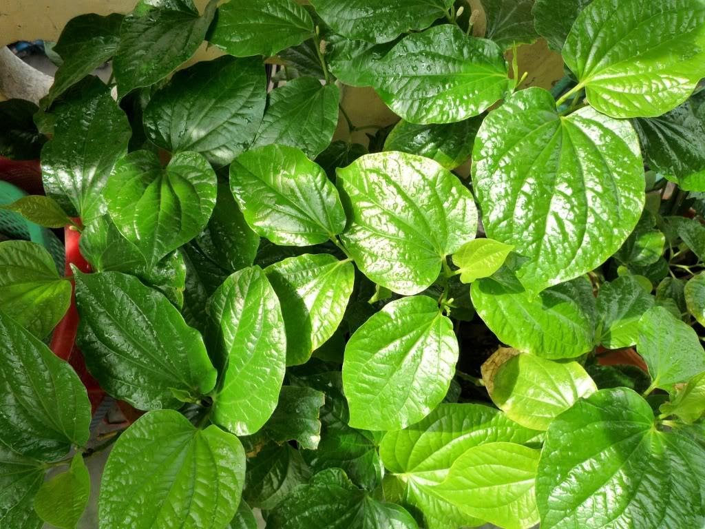 Làm thế nào để không bị say xe?